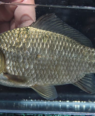 Nehirlerin-Gizli-Drami-Gocmen-Balik-Populasyonu-Yuzde-81-Eridi-featured