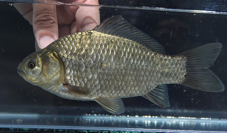 Nehirlerin-Gizli-Drami-Gocmen-Balik-Populasyonu-Yuzde-81-Eridi-featured