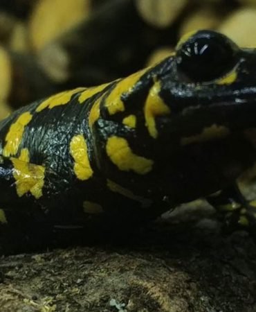 Nesli-tehlikedeki-‘Yagmur-Gelini-baharla-birlikte-goruldu-Zarar-verene-557-bin-lira-ceza-featured