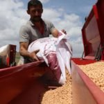 Nohut-uretiminde-hedef-buyudu-60-bin-tonun-uzerinde-rekolte-bekleniyor-featured