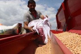 Nohut-uretiminde-hedef-buyudu-60-bin-tonun-uzerinde-rekolte-bekleniyor-featured