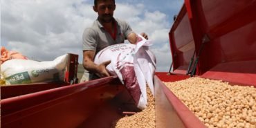 Nohut-uretiminde-hedef-buyudu-60-bin-tonun-uzerinde-rekolte-bekleniyor-featured