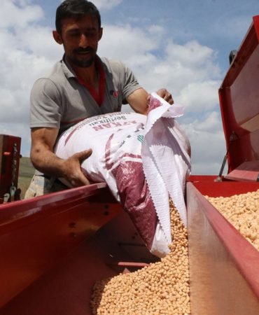 Nohut-uretiminde-hedef-buyudu-60-bin-tonun-uzerinde-rekolte-bekleniyor-featured