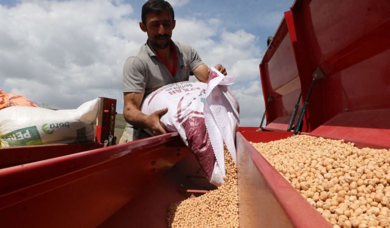 Nohut-uretiminde-hedef-buyudu-60-bin-tonun-uzerinde-rekolte-bekleniyor-featured