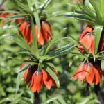 Omru-20-gun-cezasi-700-bin-lira-Ters-laleler-buyuledi-featured