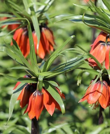 Omru-20-gun-cezasi-700-bin-lira-Ters-laleler-buyuledi-featured