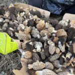 Ormanin-kalbinde-altin-degerinde-bereket-Kilosu-1.500-liraya-cikiyor-featured