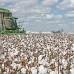 Pamuk-Uretiminde-Buyuk-Kan-Kaybi-Ekim-Alanlari-Daraliyor-featured
