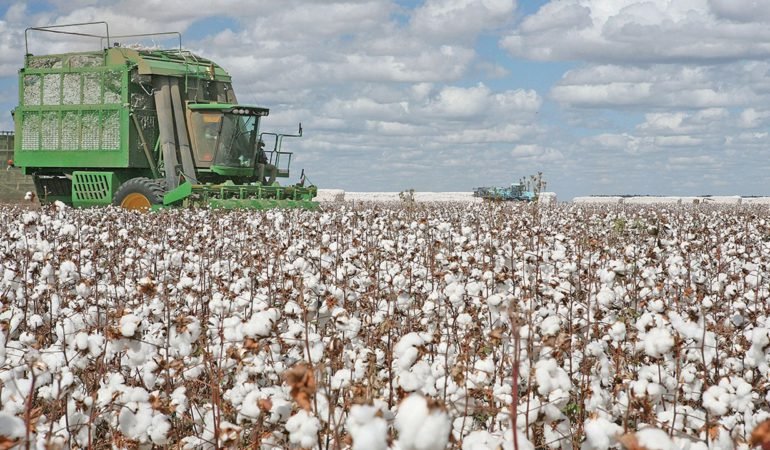 Pamuk-Uretiminde-Buyuk-Kan-Kaybi-Ekim-Alanlari-Daraliyor-featured