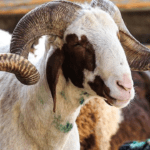 Son-dakika8230-Vekalet-yoluyla-kurban-kesim-bedelleri-belirlendi-featured