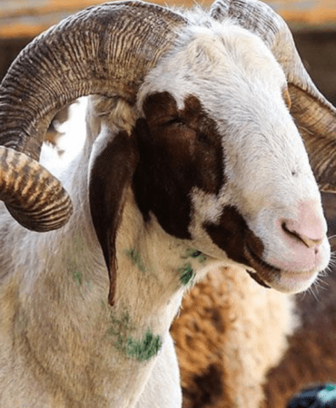 Son-dakika8230-Vekalet-yoluyla-kurban-kesim-bedelleri-belirlendi-featured