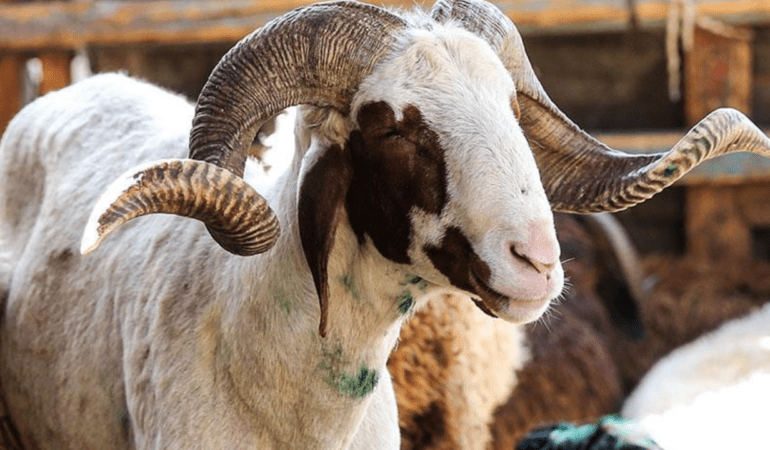 Son-dakika8230-Vekalet-yoluyla-kurban-kesim-bedelleri-belirlendi-featured