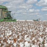 Tekstil-sektoru-quotHurmuz-gerilimiquot-nedeniyle-sentetik-yerine-dogal-pamuga-yoneldi-featured
