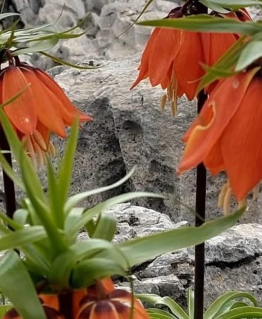 Ters-Lale-Koparmanin-Cezasi-700-Bin-TL-Oldu-featured