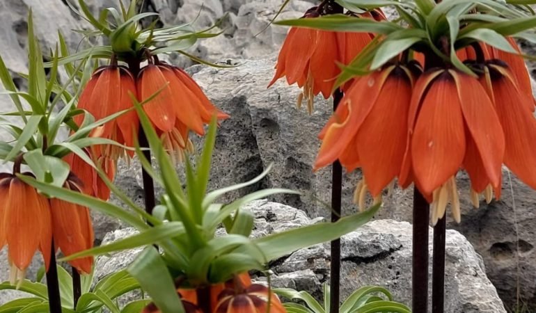 Ters-Lale-Koparmanin-Cezasi-700-Bin-TL-Oldu-featured