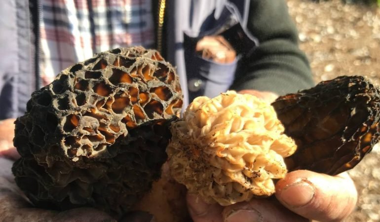 Toroslar8217da-Lezzet-Avi-Kuzugobegi-Sezonu-Acildi-featured