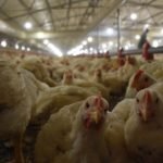 Turkiye-Ingiltereye-tavuk-eti-ihracatina-hazirlaniyor-featured