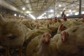 Turkiye-Ingiltereye-tavuk-eti-ihracatina-hazirlaniyor-featured