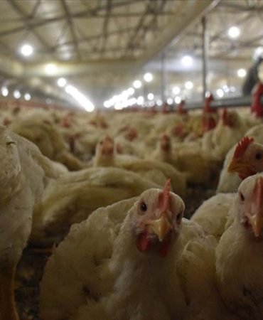 Turkiye-Ingiltereye-tavuk-eti-ihracatina-hazirlaniyor-featured