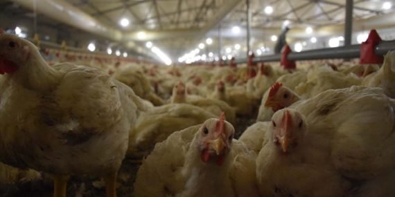 Türkiye, İngiltere’ye tavuk eti ihracatına hazırlanıyor