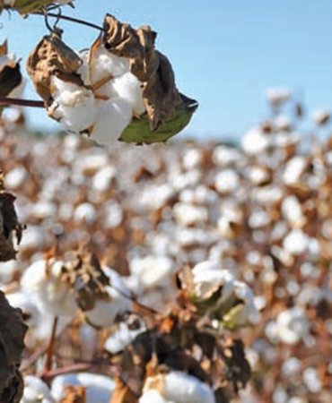 Turkiye-dekar-basina-pamuk-veriminde-ortalamanin-uzerinde-featured