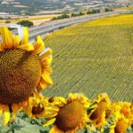 Turkiye039nin-aycicegi-yagi-ihracati-ilk-ceyrekte-yuzde-172-artti-featured