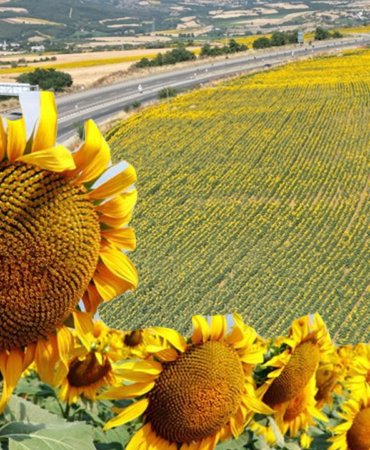 Turkiye039nin-aycicegi-yagi-ihracati-ilk-ceyrekte-yuzde-172-artti-featured