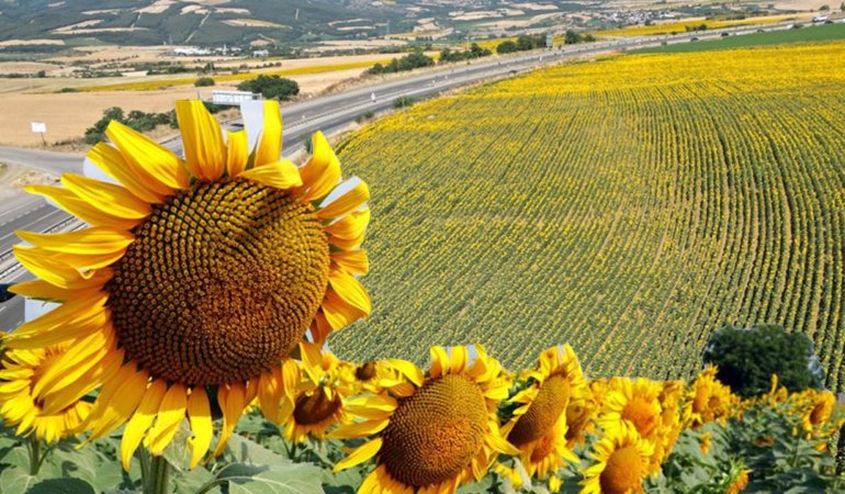 Turkiye039nin-aycicegi-yagi-ihracati-ilk-ceyrekte-yuzde-172-artti-featured