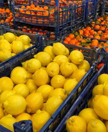 Turkiye039nin-turuncgil-ihracati-basarisi-Mandalina-Iraka-limon-Rusyaya-gitti-featured