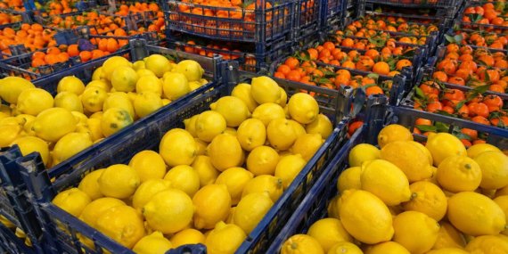 Türkiye'nin turunçgil ihracatı başarısı: Mandalina Irak’a, limon Rusya’ya gitti
