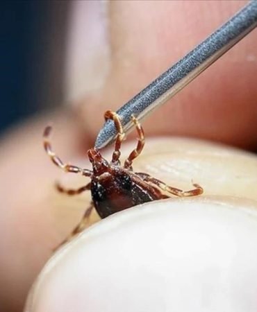 Uzman-artan-kene-vakalarina-karsi-onlem-cagrisi-yapti-featured