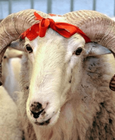 Vekalet-yoluyla-kurban-kesim-bedeli-ucreti-ne-kadar-featured