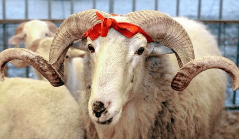 Vekalet-yoluyla-kurban-kesim-bedeli-ucreti-ne-kadar-featured