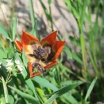 Yilda-bir-kez-aciyor-10-gun-yasiyor-Manisa-lalesini-koparmanin-cezasi-699-bin-Lira-featured