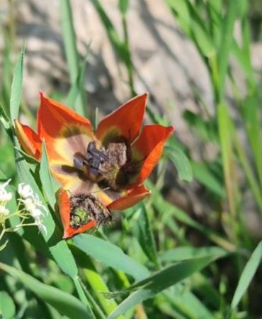 Yilda-bir-kez-aciyor-10-gun-yasiyor-Manisa-lalesini-koparmanin-cezasi-699-bin-Lira-featured