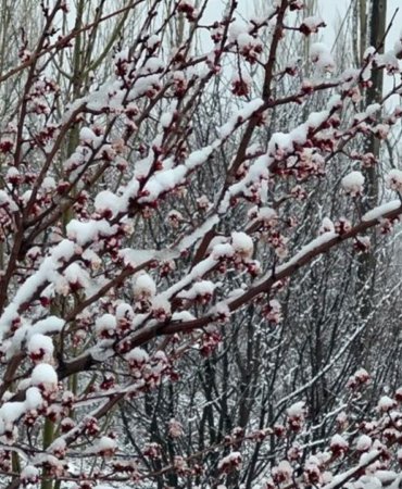 Zirai-don-vurdu-Kayisi-ve-badem-yandi-gozler-kirazda-featured