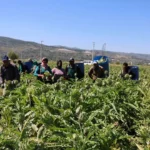 Aydin-Enginar-Uretimi-Mevsimlik-Kazanc-Asgari-Ucretin-Dort-Katina-Ulasti-featured
