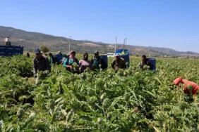 Aydin-Enginar-Uretimi-Mevsimlik-Kazanc-Asgari-Ucretin-Dort-Katina-Ulasti-featured