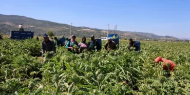 Aydin-Enginar-Uretimi-Mevsimlik-Kazanc-Asgari-Ucretin-Dort-Katina-Ulasti-featured