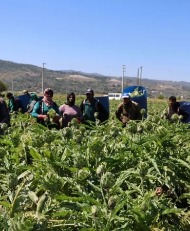 Aydin-Enginar-Uretimi-Mevsimlik-Kazanc-Asgari-Ucretin-Dort-Katina-Ulasti-featured
