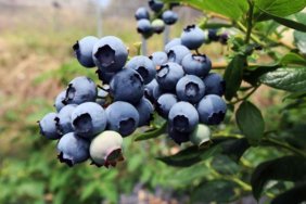 Blueberry-uretimi-ile-hedef-50-milyon-Euro-gelir-featured