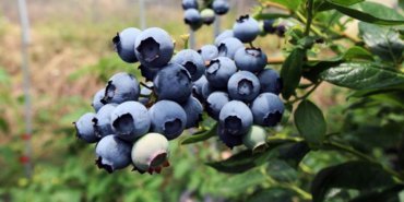 Blueberry-uretimi-ile-hedef-50-milyon-Euro-gelir-featured