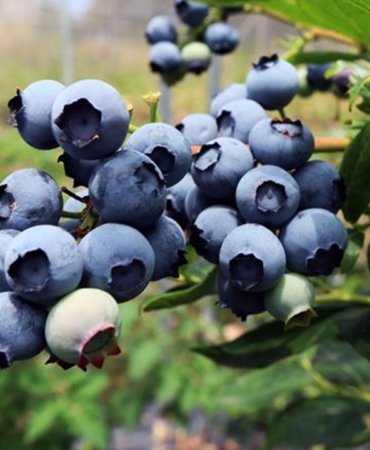 Blueberry-uretimi-ile-hedef-50-milyon-Euro-gelir-featured