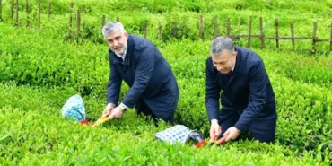 CAYKUR-Yas-Cay-Sezonunu-Acti-Ihracat-ve-Satis-Rakamlari-Aciklandi-featured
