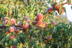 Del-Monte-Iflasi-420-Bin-Seftali-Agaci-Sokulecek-featured