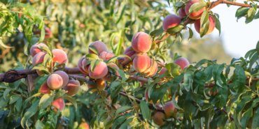 Del-Monte-Iflasi-420-Bin-Seftali-Agaci-Sokulecek-featured