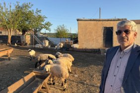 Diyarbakir8217da-Binlerce-Koyunla-Yayla-Gocu-Basladi-featured