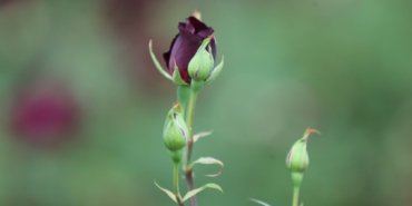 Halfetinin-simgesi-karagulde-hasat-zamani-featured