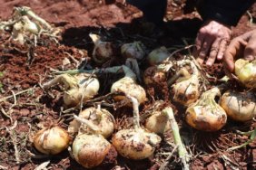 Hatay8217da-Dolu-Vurmus-Urunler-6-Bin-Donum-Tarlasiz-Kaldi-featured