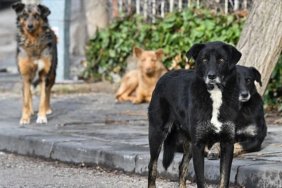 Istanbul8217da-Sahipsiz-Hayvanlarin-Yuzde-468217si-Toplandi-featured